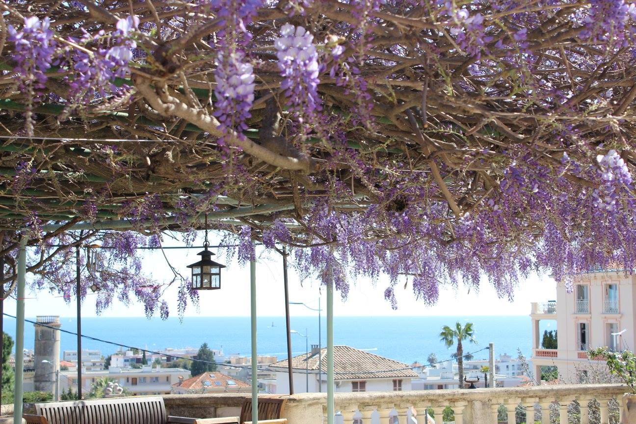 Terrasse sous la glycine de La Bastide au Soleil